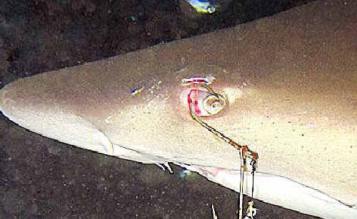 The State Government is considering tougher fishing restrictions on the Mid North Coast to protect grey nurse sharks. The State Government is considering tougher fishing restrictions on the Mid North Coast to protect grey nurse sharks.